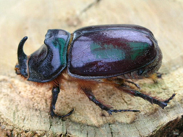 Oryctes nasicornis ... Scarabeo rinoceronte